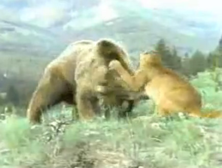 פומה נגד דוב (צילום: צילום מסך)